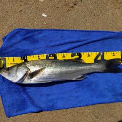 今日もマイクロベイトパターン