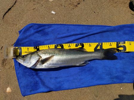 今日もマイクロベイトパターン