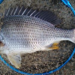 釣りデビュー 162日目