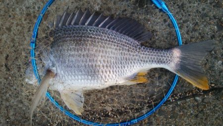 釣りデビュー　162日目