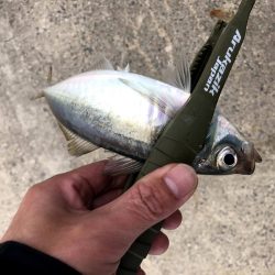 潮どまり表層のアジング