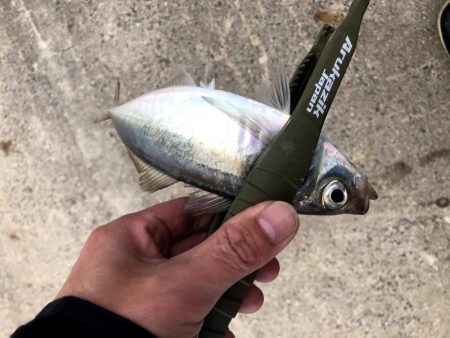 潮どまり表層のアジング