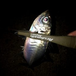 今日もバチパターンでした