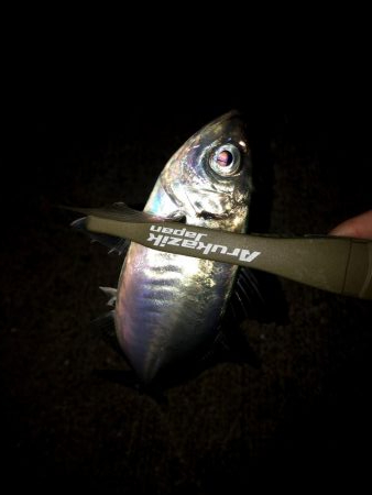 今日もバチパターンでした