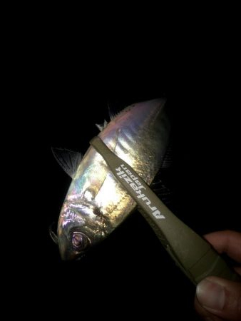 今の大阪湾のアジングはバチなのかプランクト…