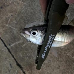 大雨後のアジングは釣れる