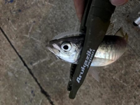 大雨後のアジングは釣れる