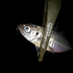 二匹目のドジョウ