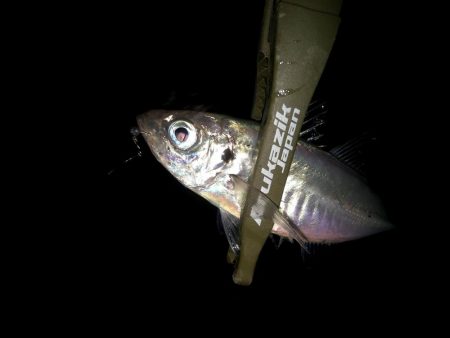 二匹目のドジョウ