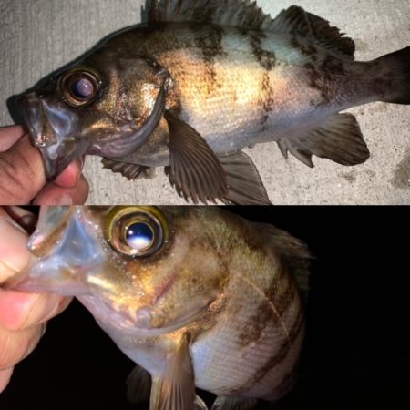 メバル　ツぬけ