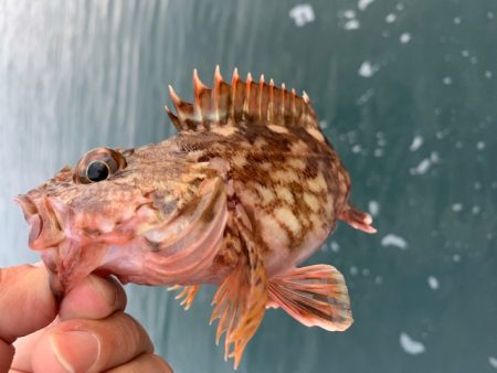 メバリングの予定が