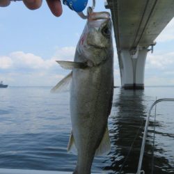 初のボートシーバス！