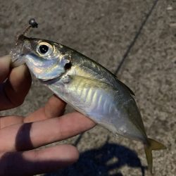 A.P.Pフィッシングガイドサービス　NFアジングへRIDEON！