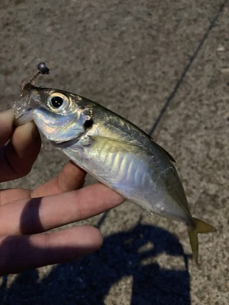 A.P.Pフィッシングガイドサービス　NF…