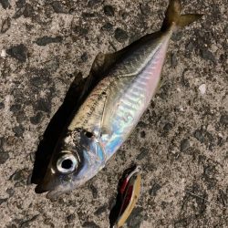 A.P.Pフィッシングガイドサービス　雨の影響残る中、アジングへRIDEON！