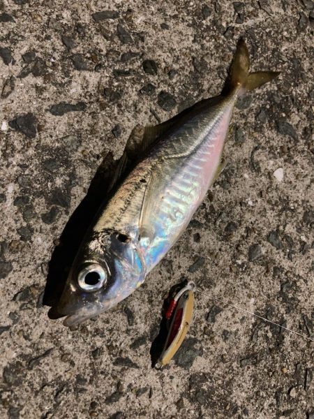 A.P.Pフィッシングガイドサービス　雨の影響残る中、アジングへRIDEON！