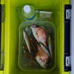 キスは小型がポツポツ