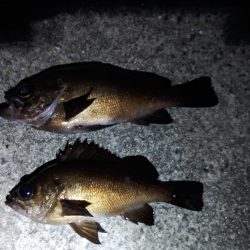 フロートゲーム