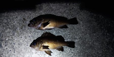 フロートゲーム