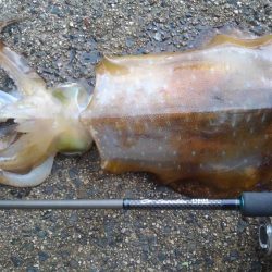 やっと春が来ました‼️