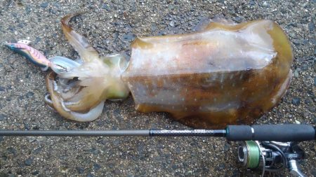 やっと春が来ました‼…