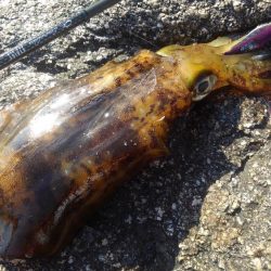 朝寝坊で吉⁉️