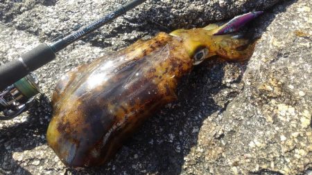 朝寝坊で吉⁉️…