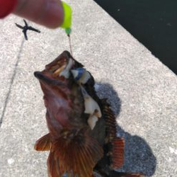 ショアジギ連敗