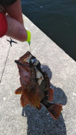 ショアジギ連敗