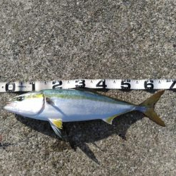 なんとかゲット！