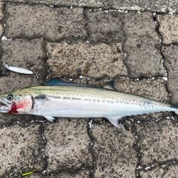 出張フィッシング