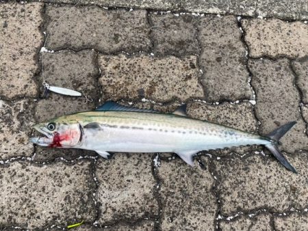 出張フィッシング