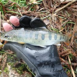 雨後の渓流釣り