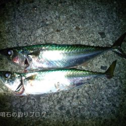 大サバの試し釣りで2本!