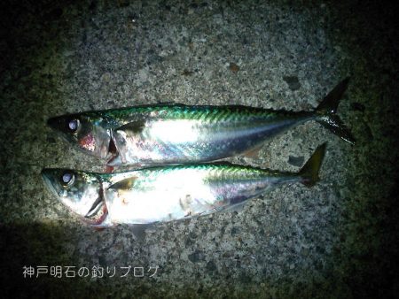 大サバの試し釣りで2本！