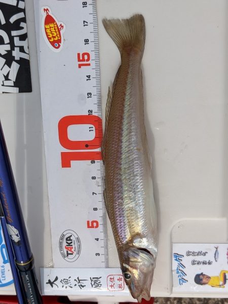 キス釣り☆大雨すぎの後は…