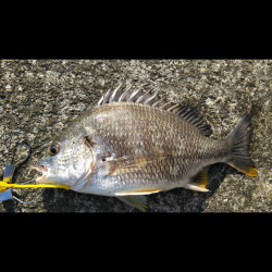 まだまだキビレ。チヌどこや？