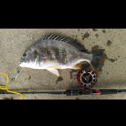 イガイを落として、でっかいキビレ