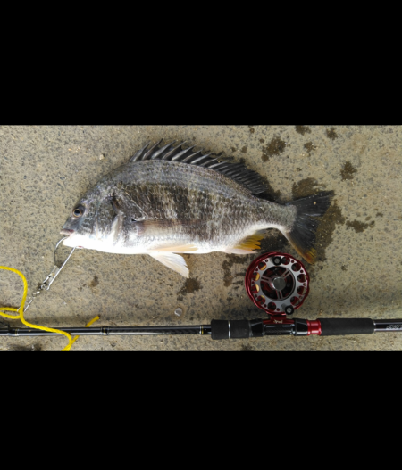 イガイを落として、でっかいキビレ