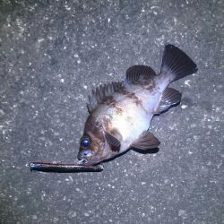 フィールにめばる