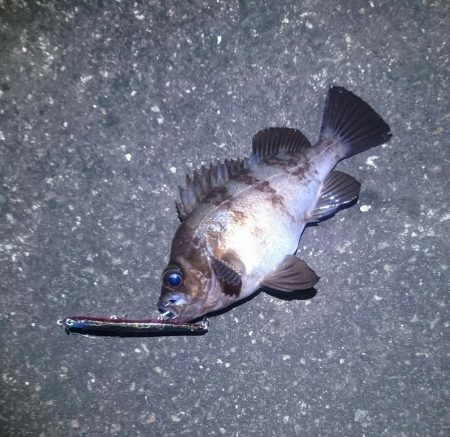 フィールにめばる