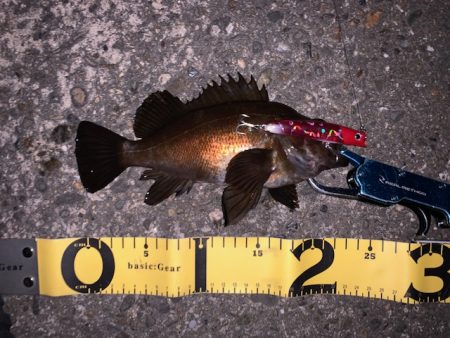 シーバス狙いでメバル...