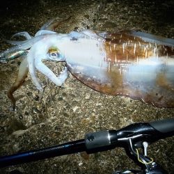 今年、初アオリです。