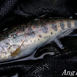 昼前後の釣行で22匹ゲット！