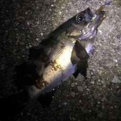 フロートメバリング