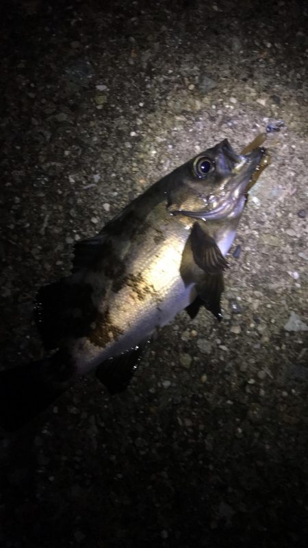 フロートメバリング