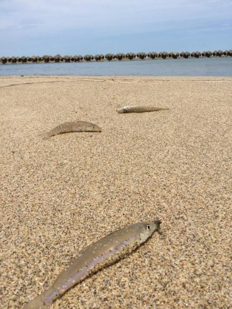 キス釣り上向き