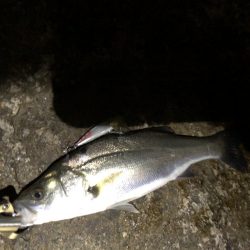 バチ抜け狙いで、、、