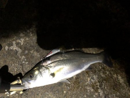 バチ抜け狙いで、、、