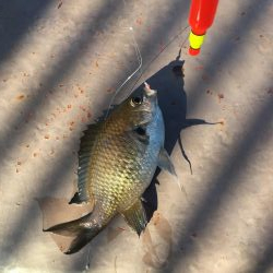 淡路は魚種多彩